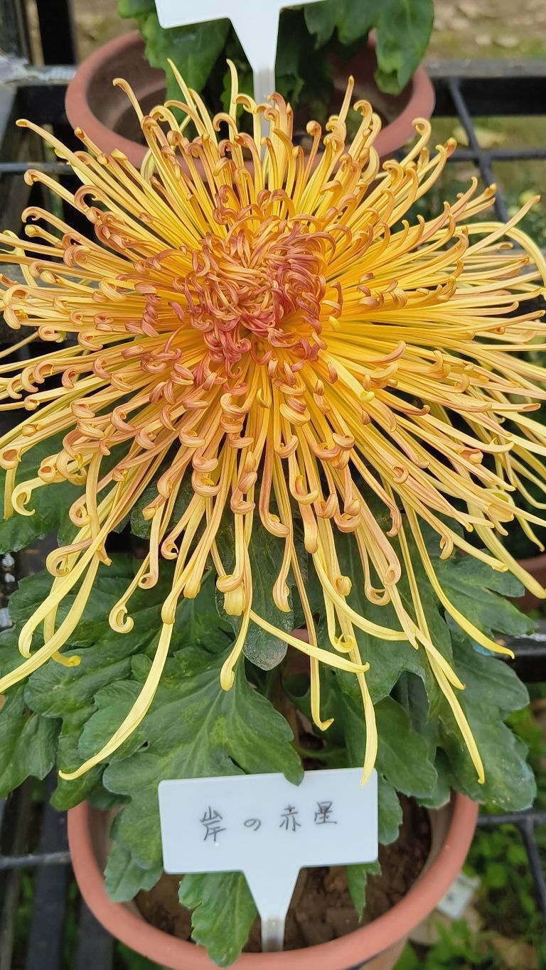 如果你想去小榄菊花园,出发前不妨看看这份出行攻略 开放时间:08:30